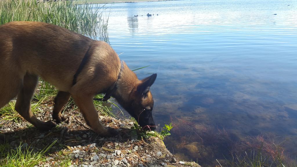 Camping La Motte Flottante La Freissinouse Zewnętrze zdjęcie